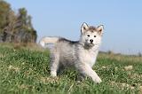 ALASKAN MALAMUTE 110